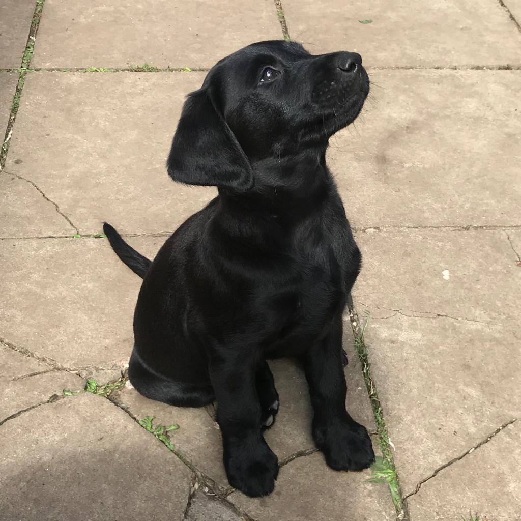 Cooper